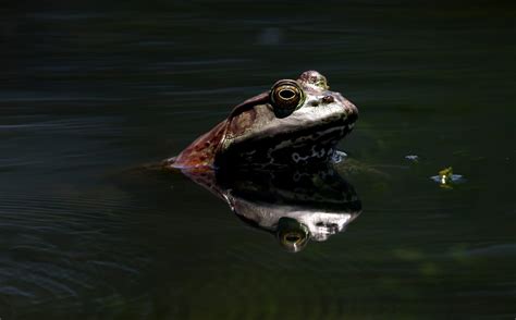 Frog fair in France fires fury of environmentalists